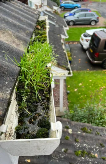 Gutter overgrown with grass and moss before clearing