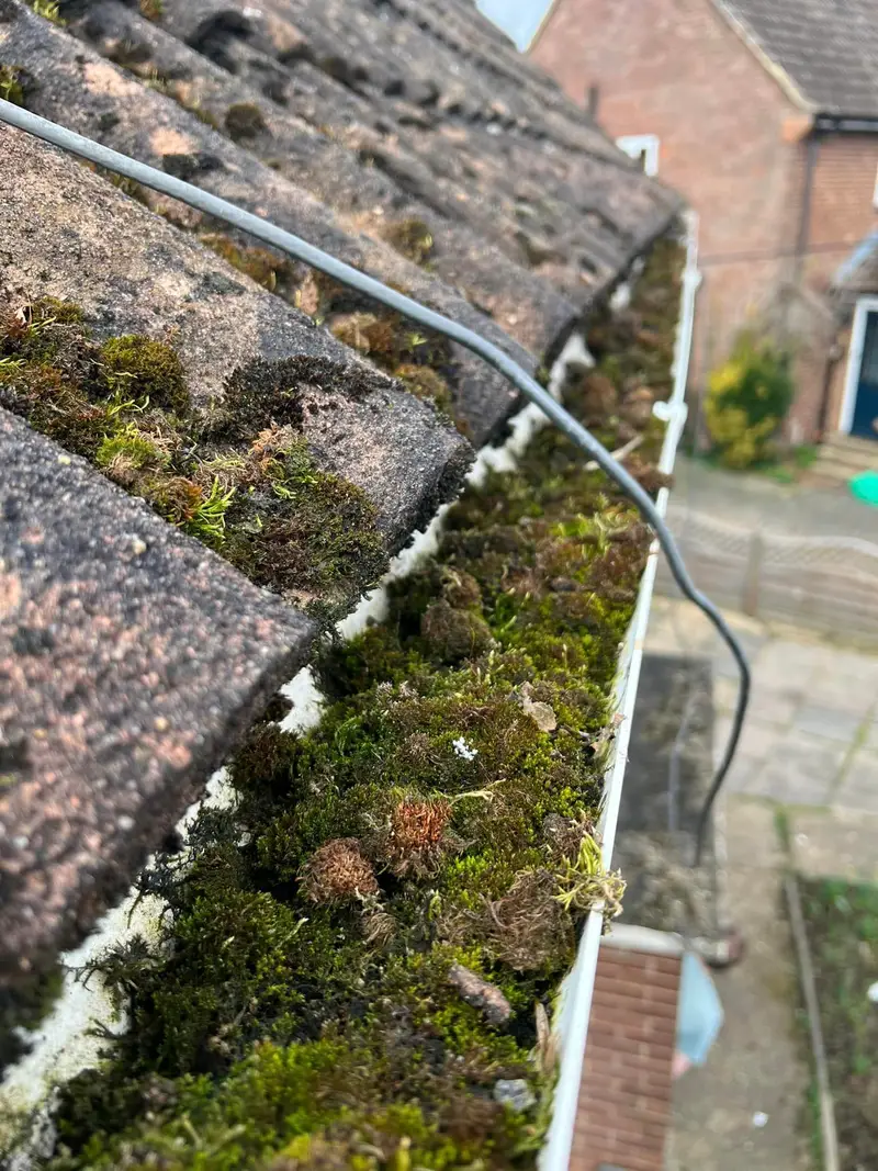 Thick moss on roof tiles and in a gutter